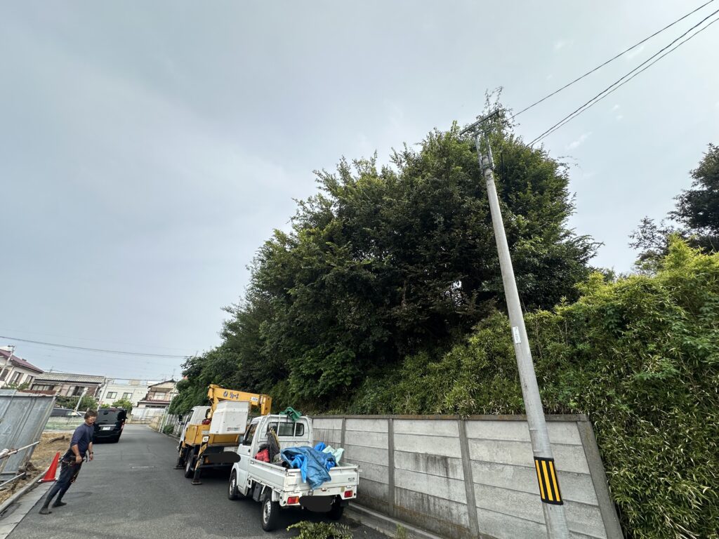 道路に飛び出た越境枝の強剪定　Before
