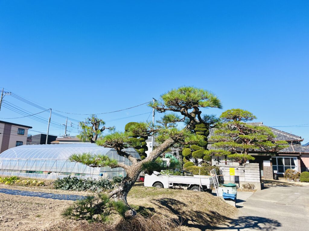 さいたま市 黒松2