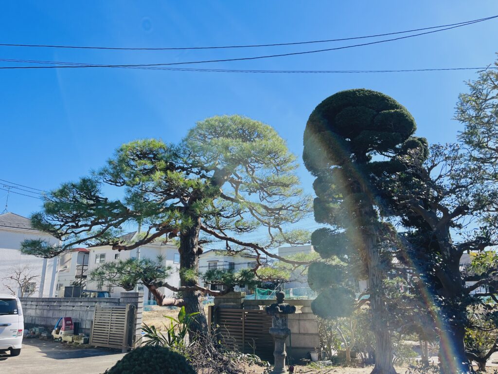 さいたま市 剪定作業1