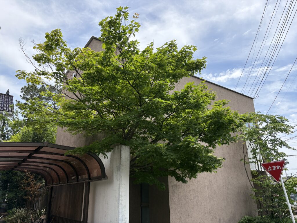 モミジ 剪定前1