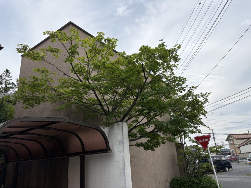 モミジ 剪定後1