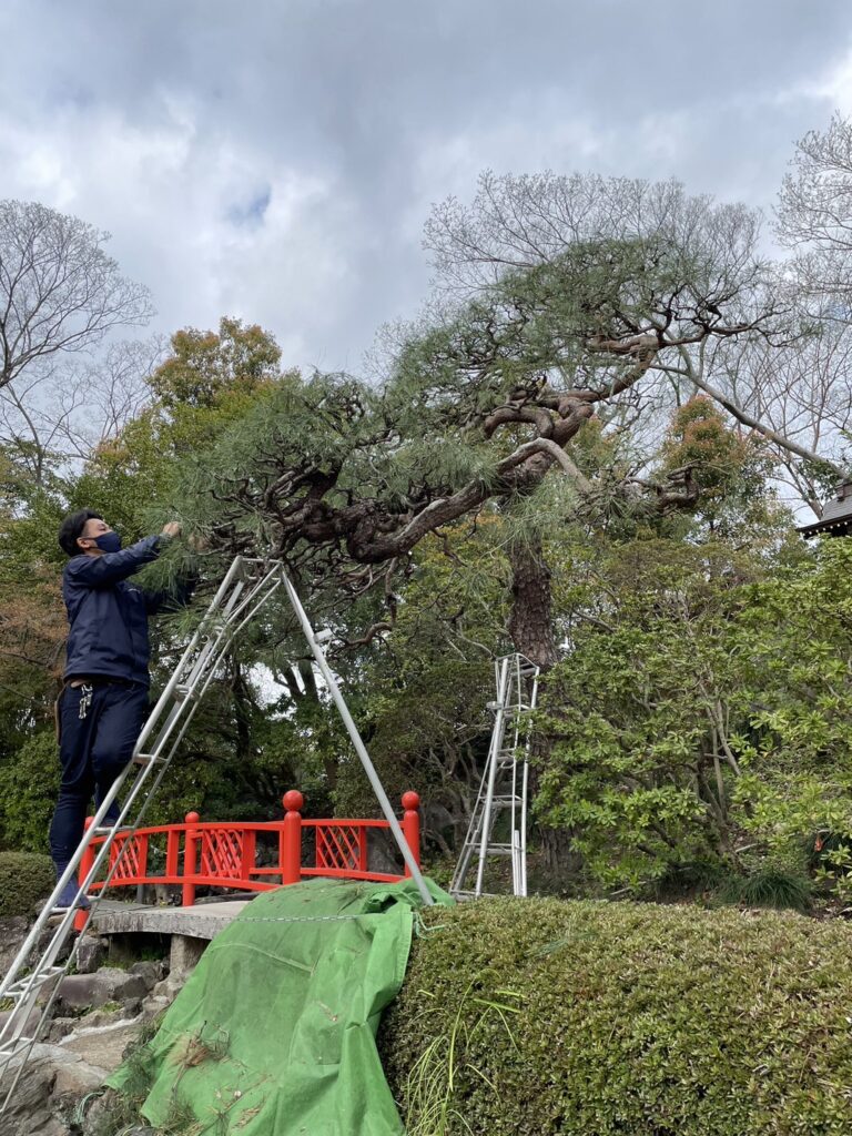 松の剪定 費用