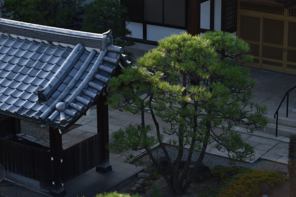 浄光寺　株立の黒松