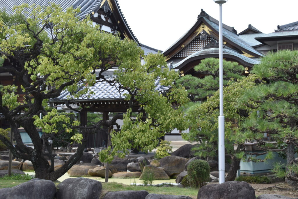 浄光寺　立派な梅