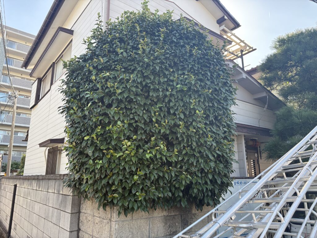 ツバキ撤去前