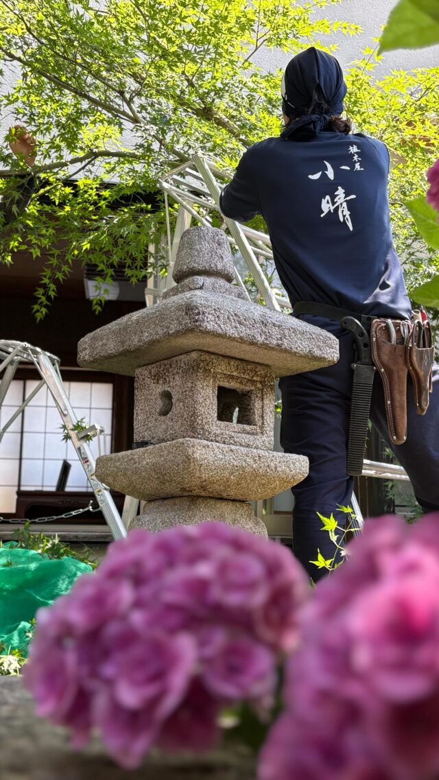 河内です。今日もどなた様もお疲れ様です。
そしていつも僕らの自己満動画を見ていただきありがとうございます。
今日は年間を通して管理しているフォトスタジオ様の中庭の手入れです。
素敵な空間を提供できたら本望です☺︎

#植木屋　#造園　#さいたま市　#手入れ　#フォトスタジオ