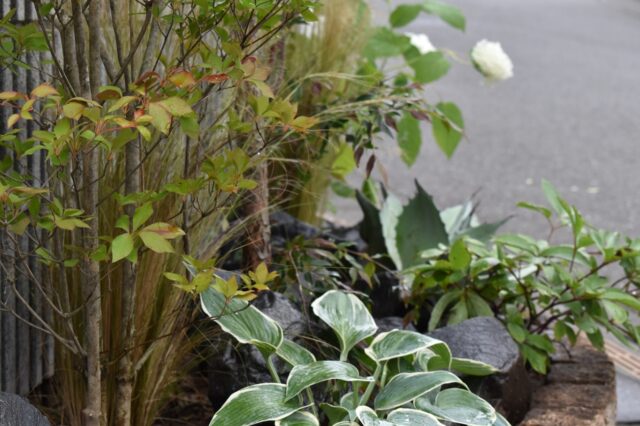 河内です。

川口市にてシマトネリコが植えられた花壇をリニューアル（庭づくり）しました。

オーナー様より四季を感じられるよう植栽して欲しいということで、我々にお声がけしていただきました。

道ゆく人がこの植栽を見て、明るい気持ちになってもらえると嬉しく思います。

#越谷市　#植木屋　#職人 #シマトネリコ　#庭づくり #ガーデニング