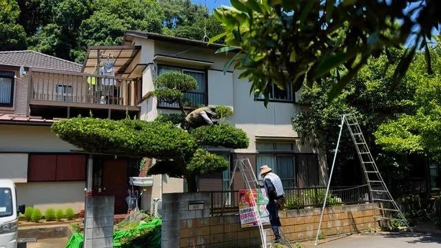 佐藤です。
先日、施主様の曽祖父様が植えられた立派なマキの手入れに入らせていたました。
去年まではトリマーと両手鋏を用いた刈込みでの手入れ方法でしたが、施主様のご希望で鋏透かしに切り変えました。
枝ぶりが見えて個人的に仕上がりも透かした手入れの方が好みです☺︎
重厚感や人工感のある刈込みも捨てがたい気持ちもありますが、、

まあ景観などお庭全体のバランスを考えての手入れが一番大事です☝️笑

個人的に楽しい現場の一つなので来年も楽しみです☺︎

#我孫子市　#剪定　#植木屋