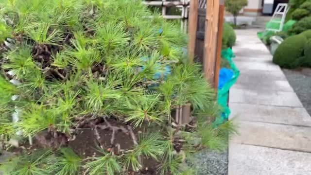河内です。
お盆前のラストスパートで昨日からお寺の手入れに取り掛かっています。

弊社職人、加藤が行う松の手入れの一部シーンをお届けします🤲
ただ切るのではなく一本一本、心を込めさせていただいております☺︎

訪れる方々が気持ちよく過ごせますように。

#植木屋　#越谷市　#浄光寺　#手入れ