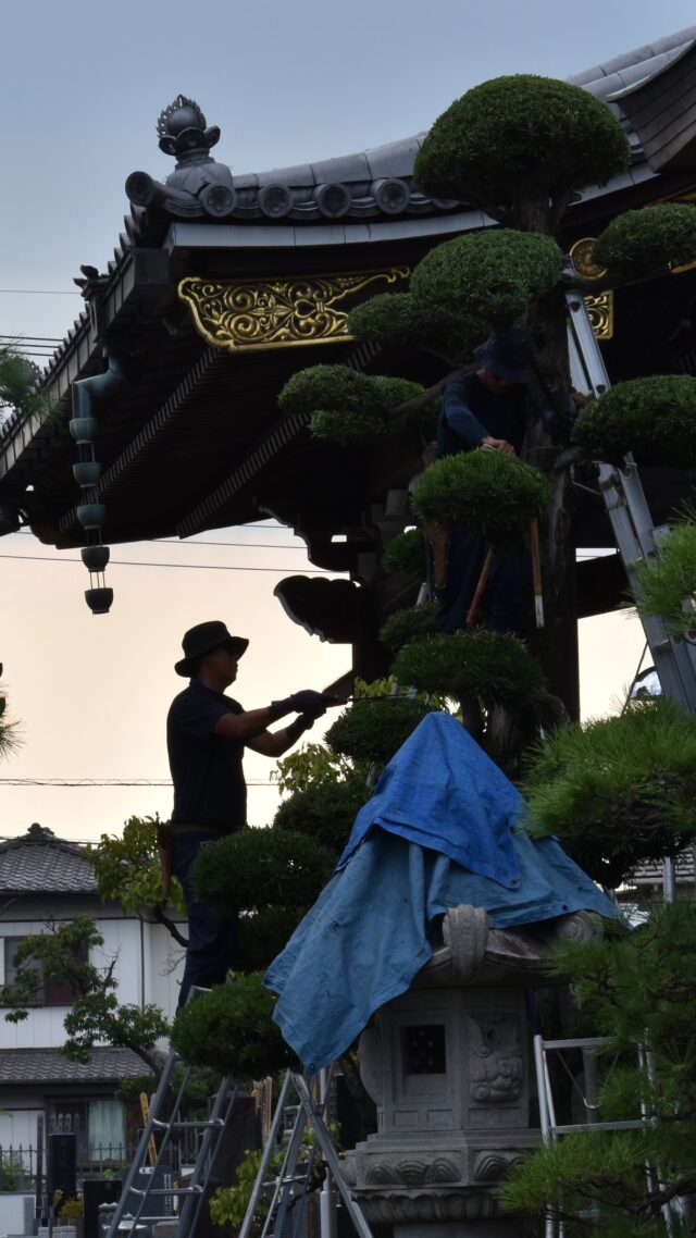 【Vlog 2025.8.19-21 】
植木屋の日常として盆休み後の3日間をまとめてみました🎥

剪定して、掃除をして、汗をかいて…
剪定の音、庭の風景、ときおり吹く涼しい風、どれもこの仕事の好きなところです。

自然と向き合うこの仕事はやっぱり楽しいですね🌱

#越谷市　#職人　#植木屋　#ビデオ撮影  #vログ